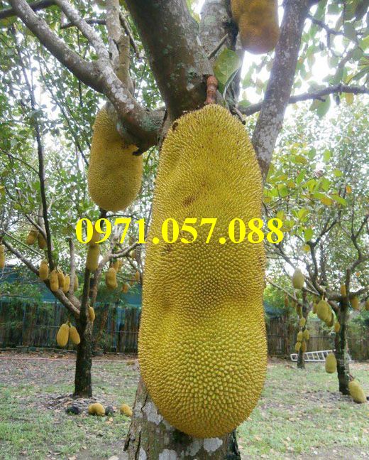 Cây giống mít trái dài